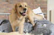 Golden retriever demolishes pilliow Golden retriever demolishes pilliow