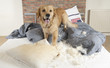 Golden retriever demolishes pilliow Golden retriever demolishes pilliow