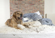 Golden retriever demolishes pilliow Golden retriever demolishes pilliow
