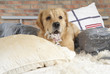 Golden retriever demolishes pilliow Golden retriever demolishes pilliow