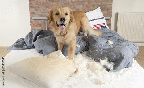 Photo: Golden retriever demolishes pilliow Golden retriever demolishes pilliow