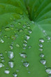 Raindrops on a Hosta Leaf