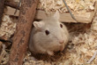 Rennmaus