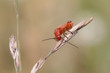 Roter Weichkaefer