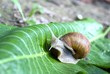 snail