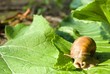 snail