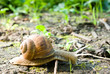 snail