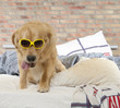 Golden retriever demolishes pilliow Golden retriever demolishes pilliow