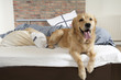 Golden retriever demolishes pilliow Golden retriever demolishes pilliow