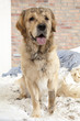 Golden retriever demolishes pilliow Golden retriever demolishes pilliow
