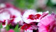 dianthus corona cherry magic