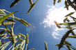 Hintergrund Kornfeld im Sommer