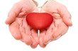 red heart in a woman hands. isolated on white. red heart in a woman hands. isolated on white.
