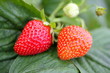 Fresh strawberries ripening in the garden Fresh strawberries ripening in the garden