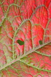 Colorful autumn leaf Colorful autumn leaf