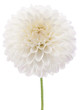 dahlia