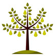 pear tree