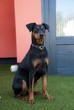 Photo: Deutscher Pinscher Deutscher Pinscher