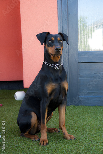 Photo: Deutscher Pinscher Deutscher Pinscher