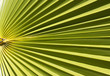 palm tree leaf striped background texture close up macro photo palm tree leaf striped background texture close up macro photo