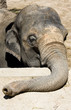 tired sad elephant head close up photo tired sad elephant head close up photo