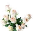 Beautiful white roses on a white background