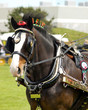 Horse with Brasses