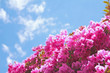 Bougainvillea