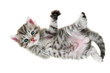 Kitten lays down - isolated on white background