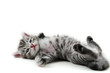 Kitten lays down - isolated on white background