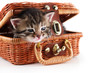 Kitten play in wicker basket