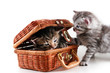 Kittens play in basket