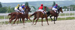Horse racing.