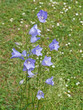 Glockenblume - Campanula persicifolia