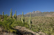 Phoenix Arizona Landscape