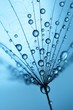 canvas print picture - single dandelion seed with drops