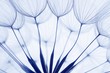 canvas print picture - dandelion seeds
