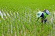 Farmer is weeding in the rice farm