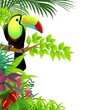 toucan bird in the jungle toucan bird in the jungle