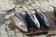 Fresh Tuna Fish Fresh Tuna Fish