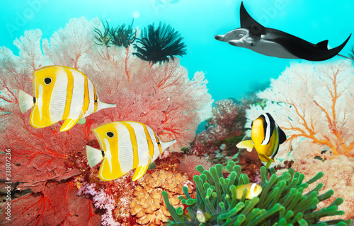 Photo: Underwater world Underwater world