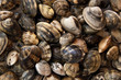 Vongole 01