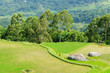 Indonesia, Sulawesi, Tana Toraja, Rice terraces