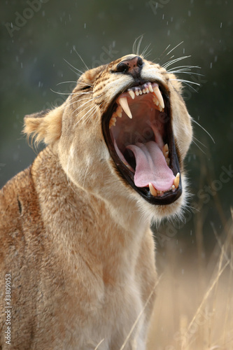 Photo: Lioness yawns Lioness yawns