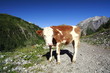 Kalb auf der Alm