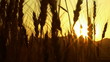 harvesting wheat field sunset