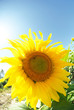 gira_sol