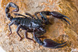 Photo : Black scorpion on rock Black scorpion on rock