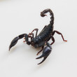 Black scorpion