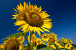 Foto: Girasole Girasole